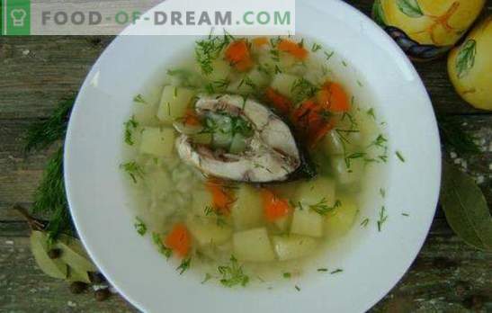 Sopa de peixe carpa é um primeiro prato perfumado e saudável. Sopa de carpa de receitas: clássica, com gema, painço, cevadinha, etc.