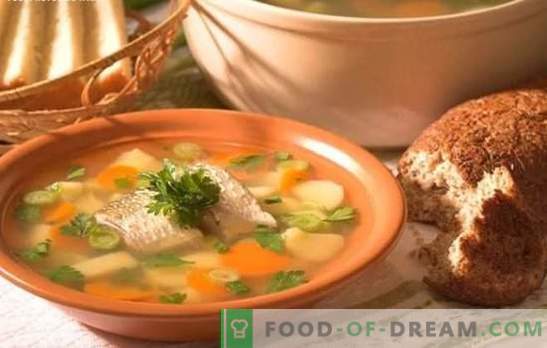 A sopa de peixe poleiro é uma deliciosa sopa em casa. Como cozinhar uma orelha de um poleiro: segredos, receitas, dicas