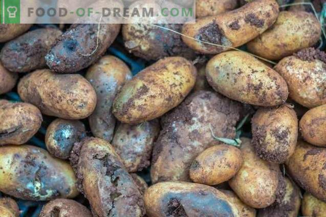 “Taboo TRIO” - prevenção segura de pré-semeadura de doenças e pragas de batata