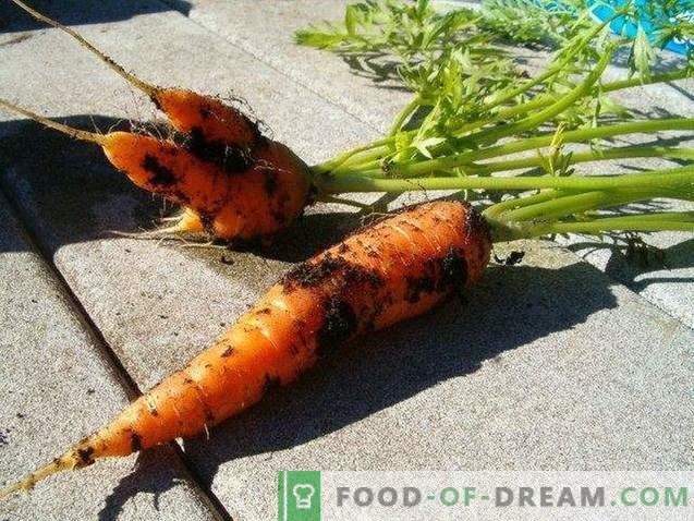Propriedades úteis de cenouras