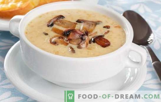 Sopa creme de cogumelos - a loucura dos sabores e aromas! Uma seleção de receitas para uma variedade de sopas de creme de cogumelos para todos os dias